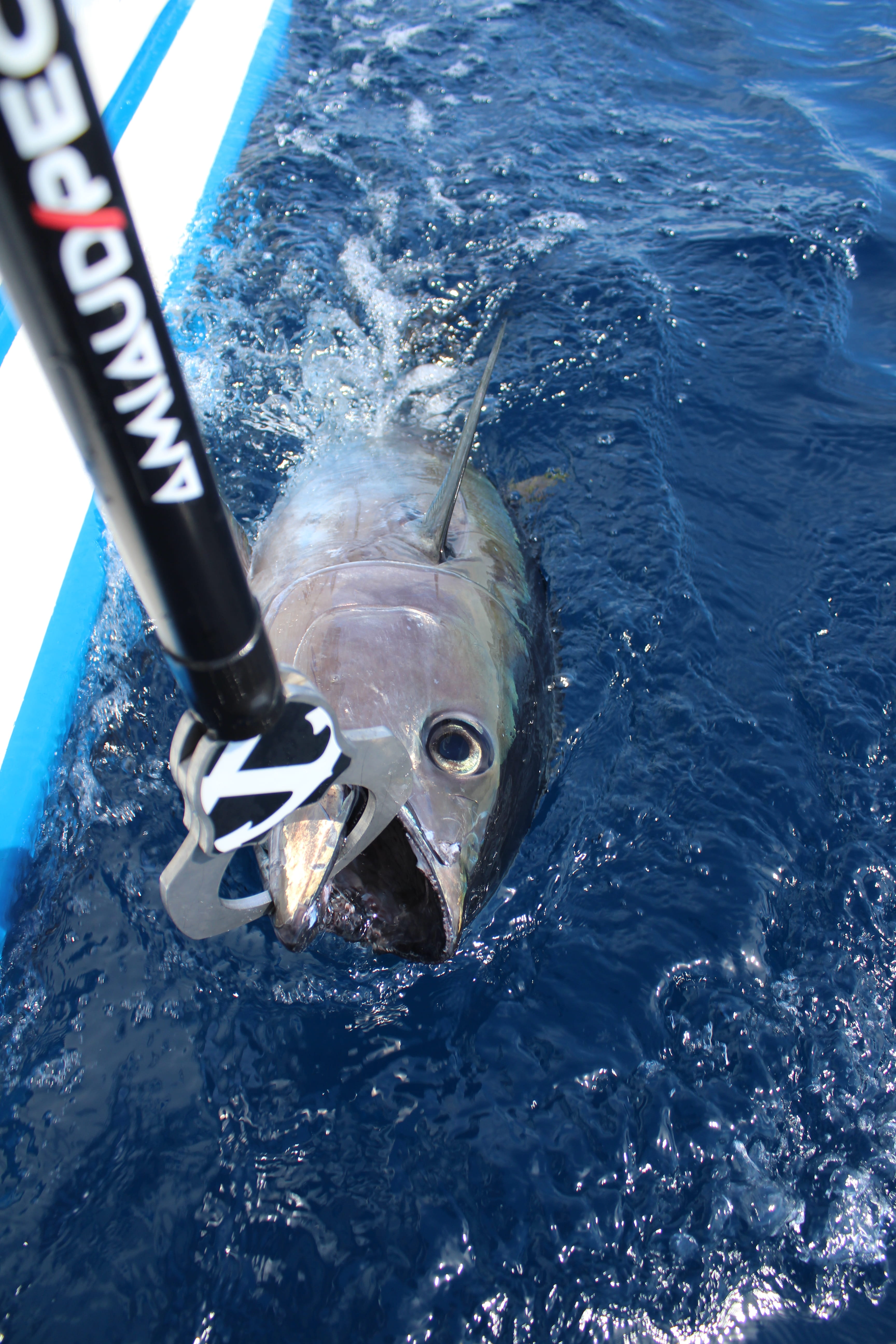 pince-a-thon-grand-modele